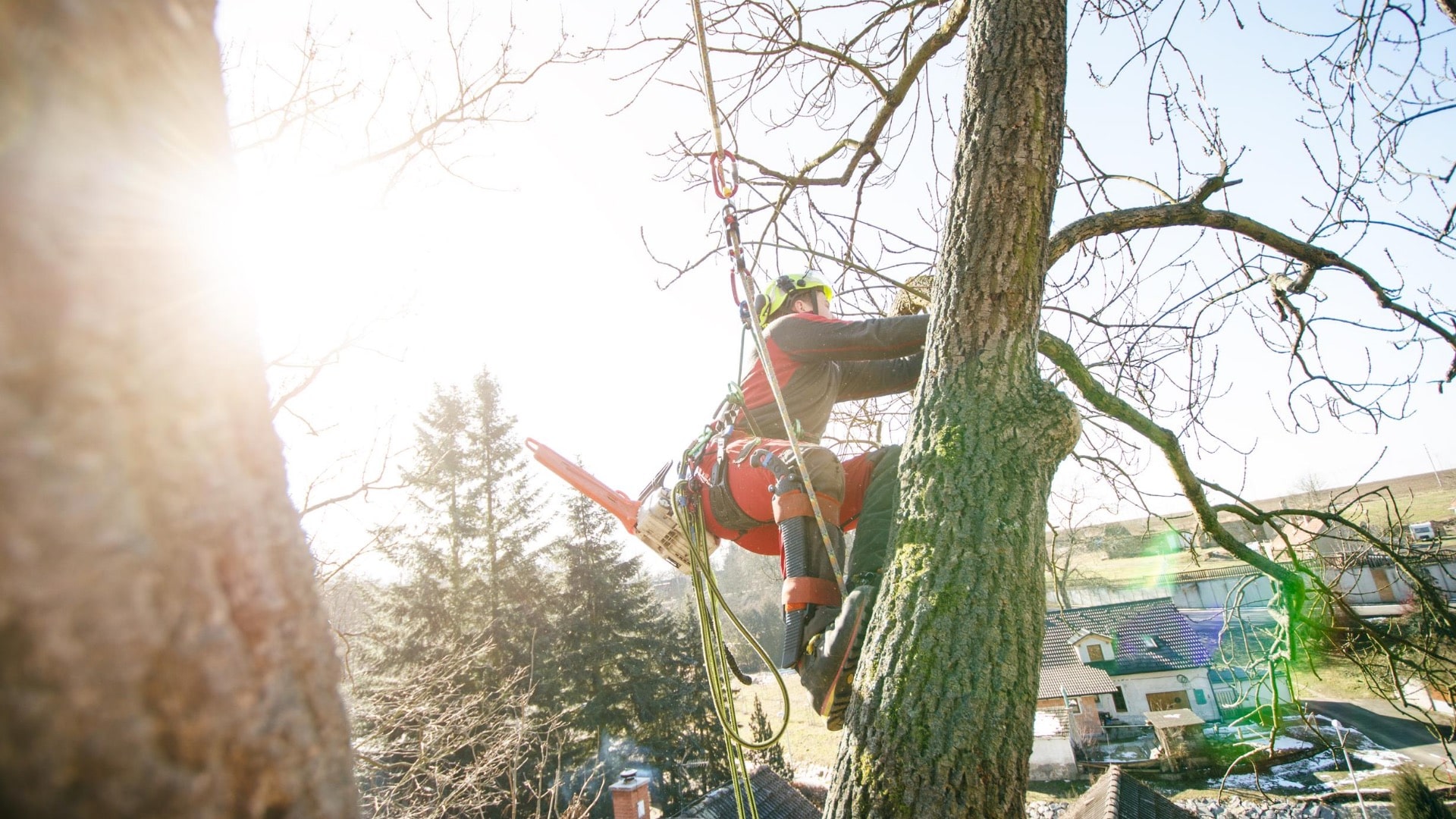 Carolina Tree Removal Pros of Morrisville Image